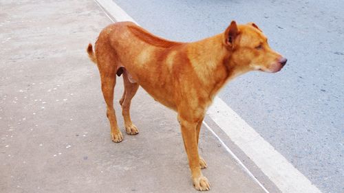 High angle view of dog standing on road