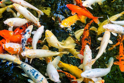 High angle view of koi carps swimming in pond