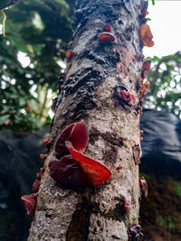 Close-up of mushroom growing on tree trunk