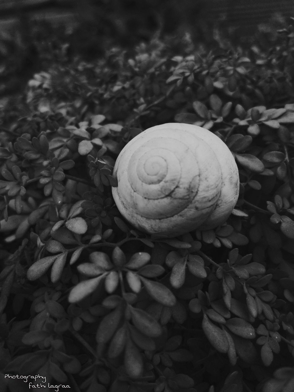 snail, animal shell, gastropod, one animal, animal themes, wildlife, animals in the wild, nature, spiral, no people, fragility, outdoors, close-up, day