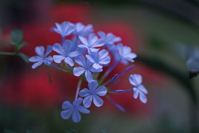 Close-up of flowers