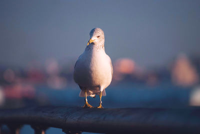 Close-up of seagull perching on railing