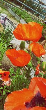 Close-up of orange flowers