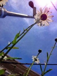 Low angle view of flowers blooming against sky