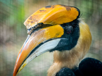 Close-up of bird