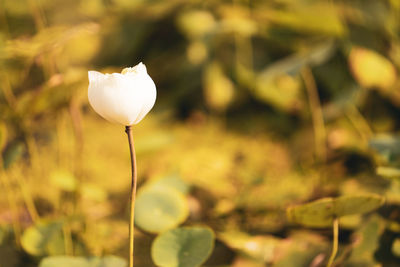 Close-up of white flowering plant