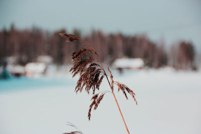 Close-up of snow on plant against sky