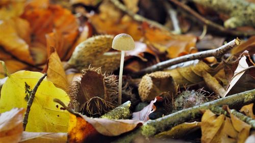 Close-up of dried autumn leaves on land