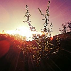 Sun shining through trees