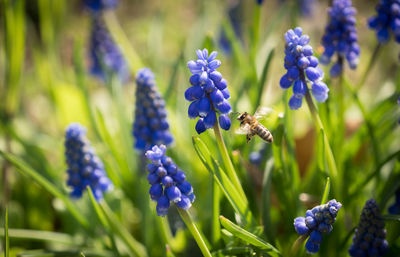 Close-up of bee pollinating on purple flower