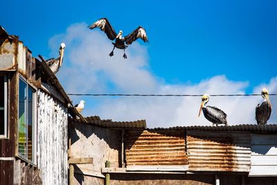 Low angle view of seagulls flying against sky