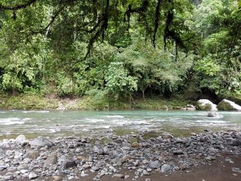 Scenic view of river flowing in forest