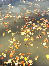 High angle view of flowering plants by lake