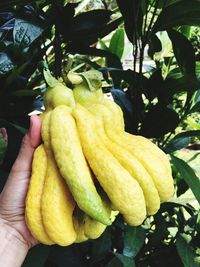 Close-up of hand holding fruit