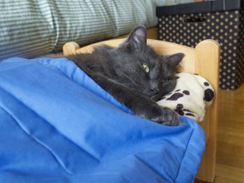 Close-up of cat sleeping on bed