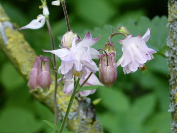 Close-up of pink flowering plant leaves