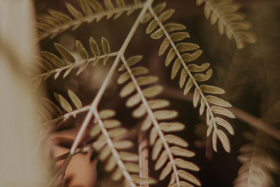 Close-up of succulent plant