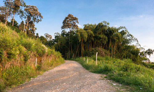 Road amidst trees against sky