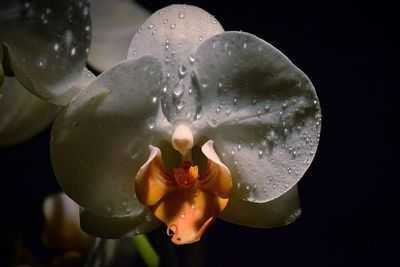 Close-up of raindrops on flower