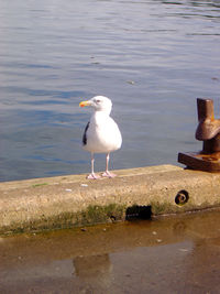 Close-up of seagull perching on lake