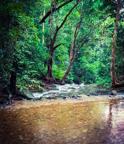 Stream flowing amidst trees in forest