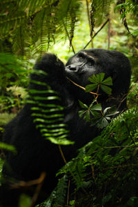 Silverback mountain gorilla feasting in bwindi. ideal for wildlife, nature, conservation projects.