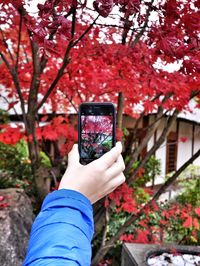 Cropped image of person holding leaves