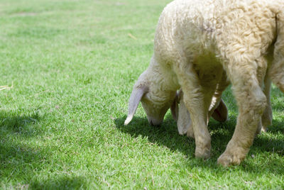 Close-up of dog on field