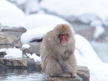View of monkey on snow covered rock