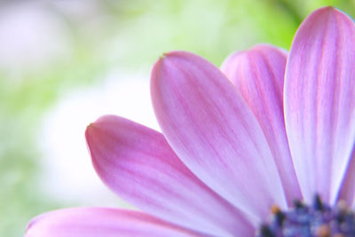 Close-up of pink crocus flower