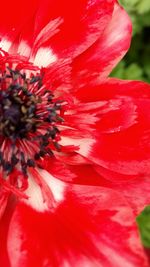 Close-up of red hibiscus blooming outdoors