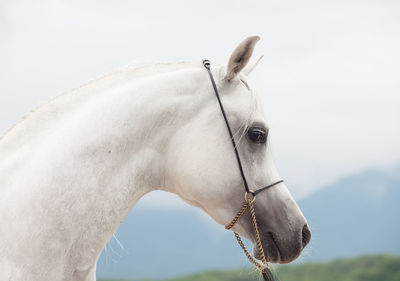 Close-up of horse standing against cloudy sky