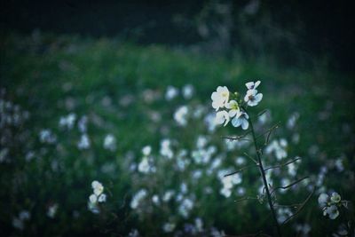 Close-up of white flowers blooming outdoors