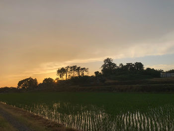 Scenic view of field against sky during sunset
