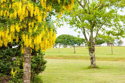 Trees on field