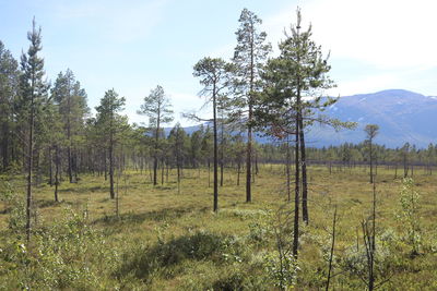 Trees on field against sky