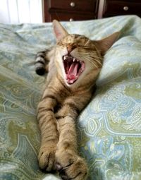 Close-up of cat yawning