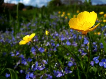 Close-up of yellow crocus flowers on field