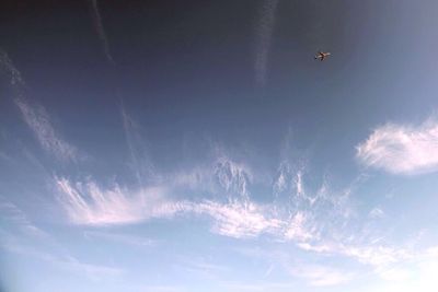 Low angle view of bird flying in sky