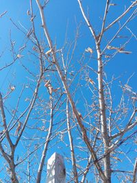 Low angle view of flowering plant against blue sky