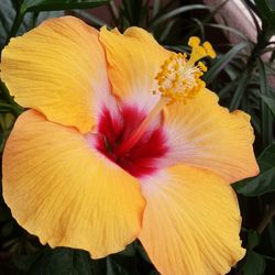 Close-up of yellow flower