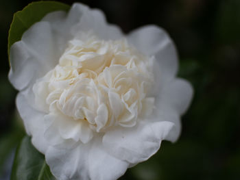 Close-up of white rose