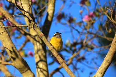 Low angle view of bird perching on branch