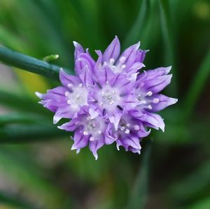 Close-up of purple flower