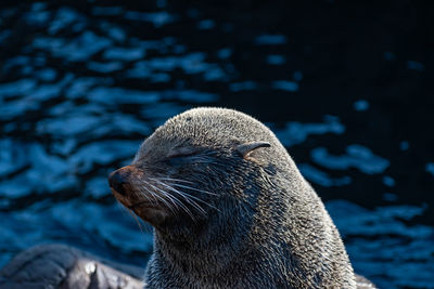 Close-up of sea lion against sea