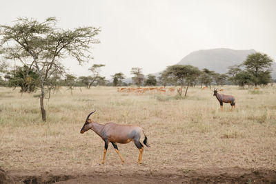 Horse grazing on field