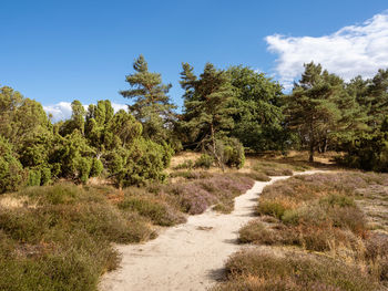 Trees on field against sky