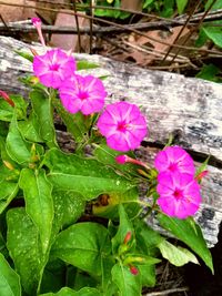 Close-up of pink flowers