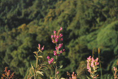 Close-up of pink flowering plant on field