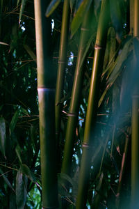 Close-up of bamboo plants on field